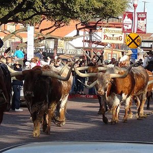 Best Things To Do in Denton, Texas